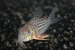 Corydoras Sterbai